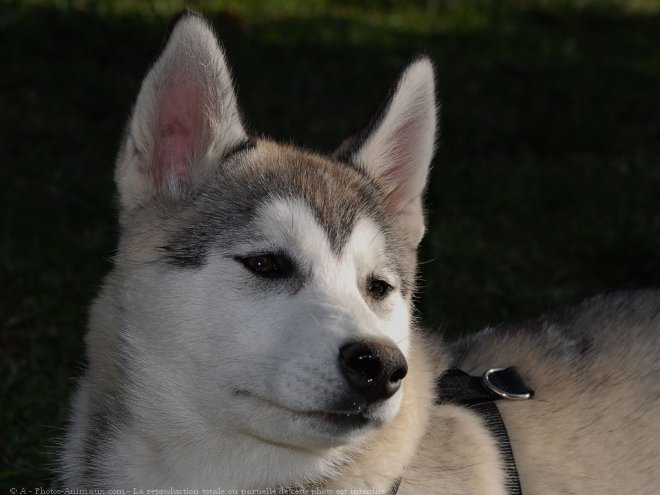 Photo de Husky siberien