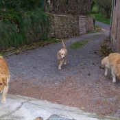 Photo de Golden retriever