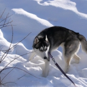 Photo de Husky siberien