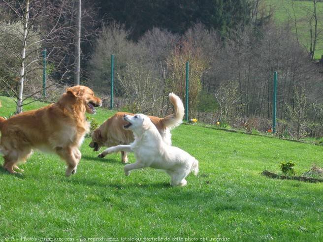 Photo de Golden retriever