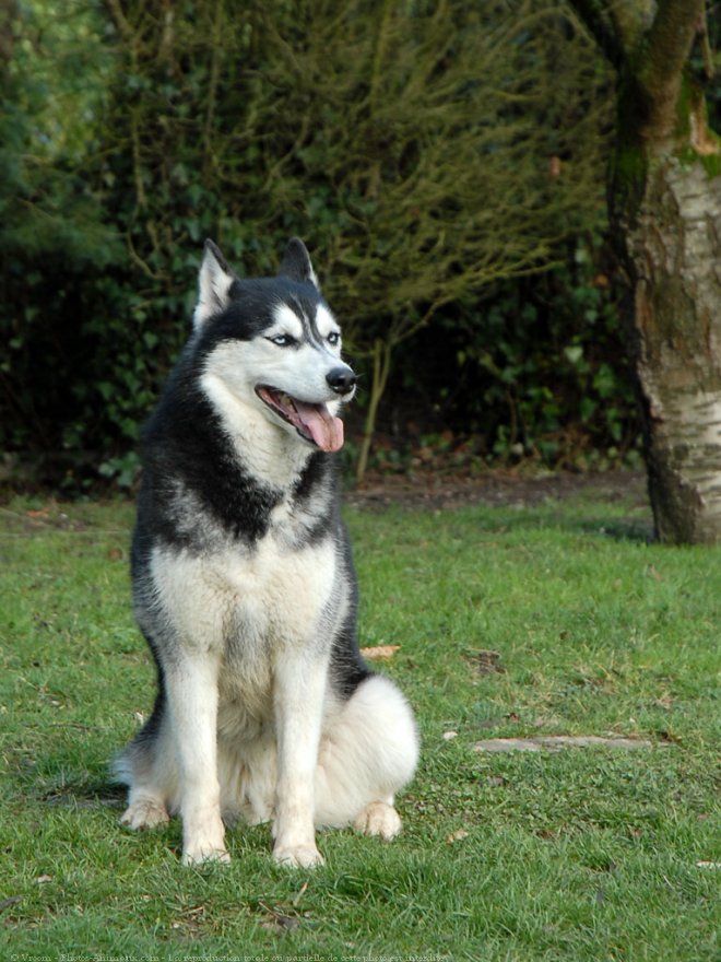 Photo de Husky siberien