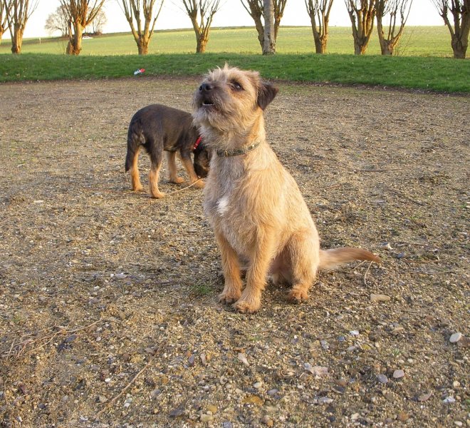 Photo de Border terrier