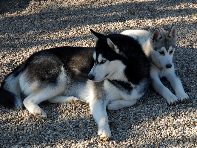 Photo de Husky siberien