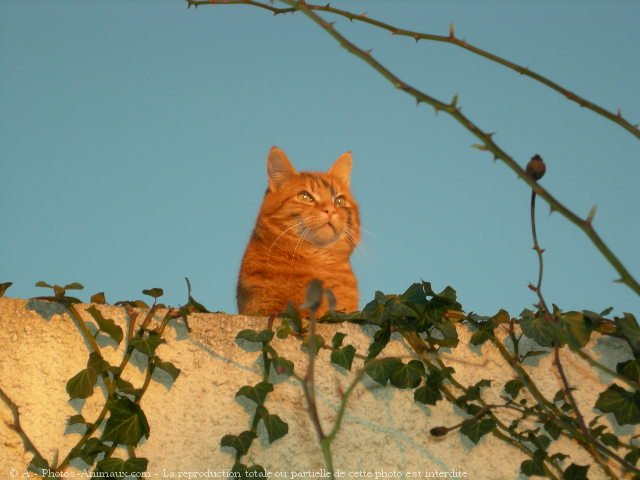 Photo de Chat domestique