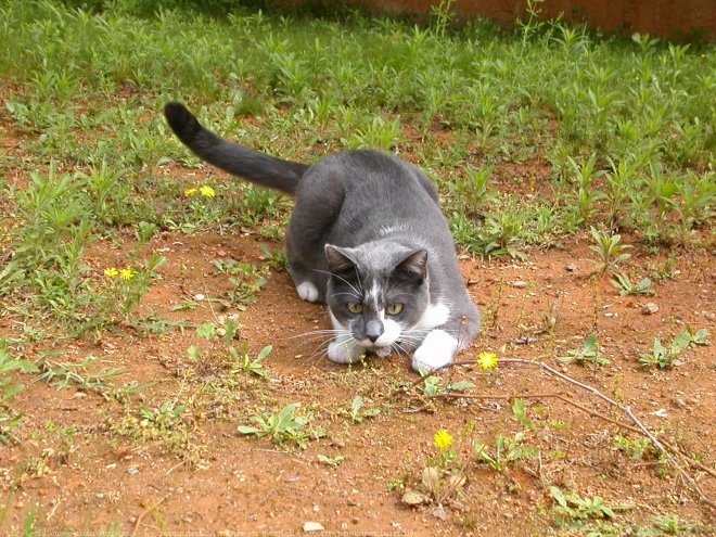 Photo de Chat domestique