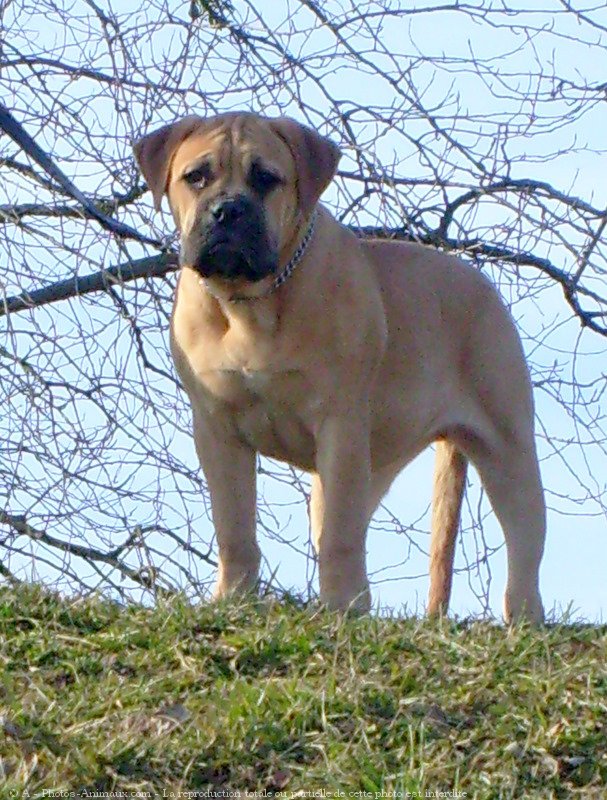 Photo de Bullmastiff