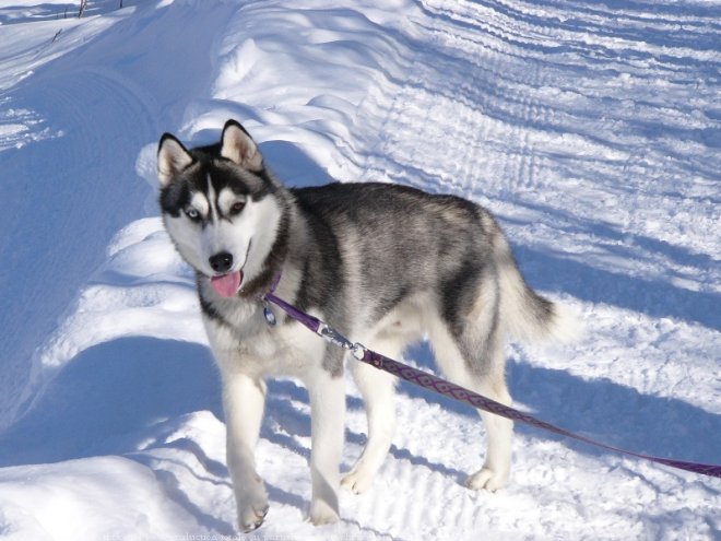 Photo de Husky siberien