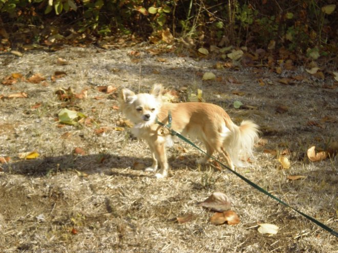 Photo de Chihuahua  poil long