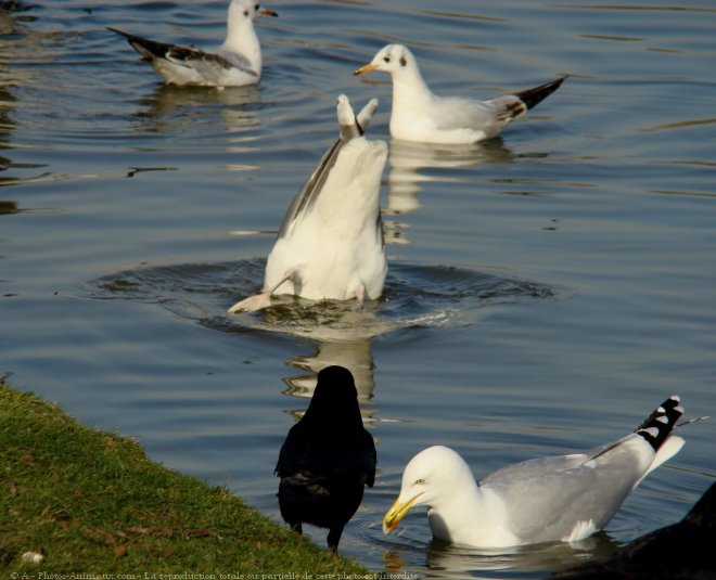 Photo de Races diffrentes