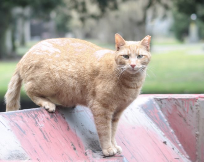 Photo de Chat domestique