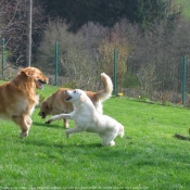 Photo de Golden retriever