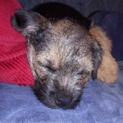 Photo de Border terrier