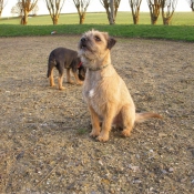 Photo de Border terrier