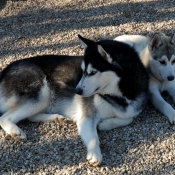 Photo de Husky siberien