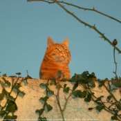 Photo de Chat domestique