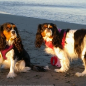 Photo de Cavalier king charles spaniel