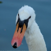 Photo de Cygne