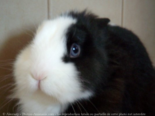 Photo de Lapin