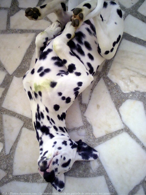 Photo de Dalmatien