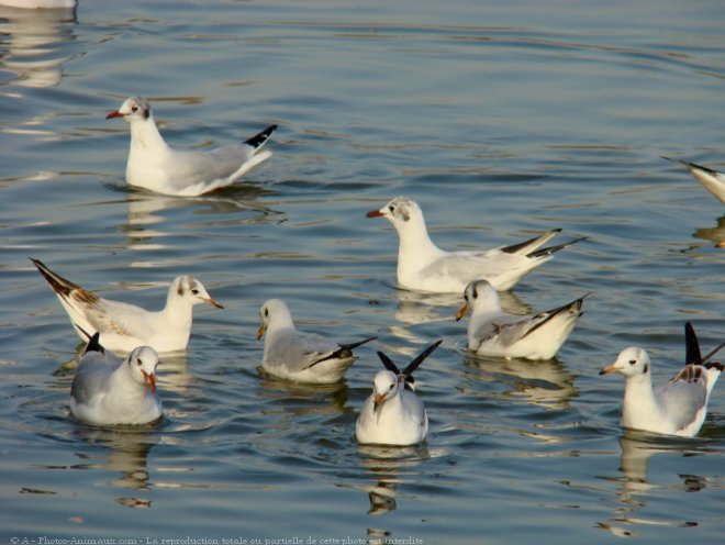 Photo de Mouette