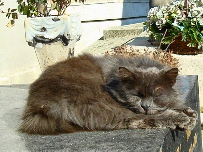 Photo de Chat domestique