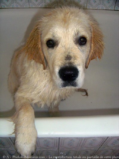 Photo de Golden retriever