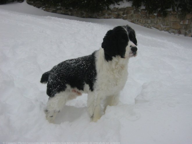 Photo d'English springer spaniel