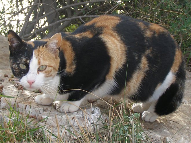 Photo de Chat domestique