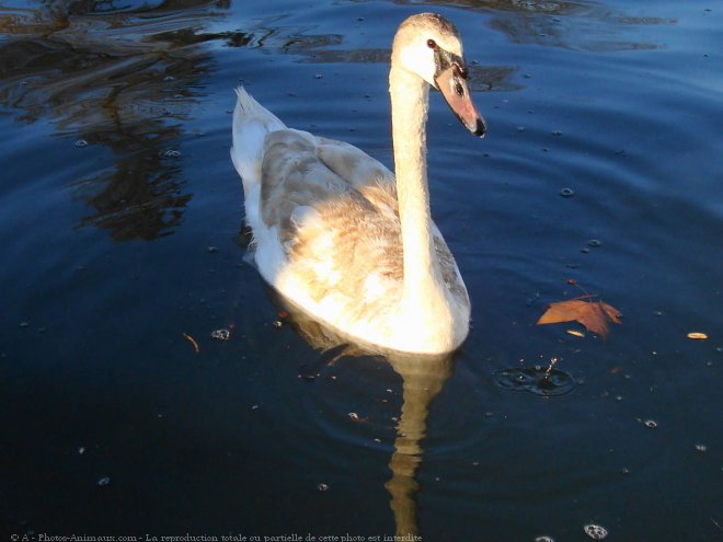 Photo de Cygne