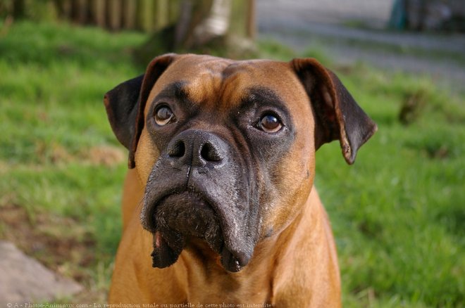 Photo de Boxer