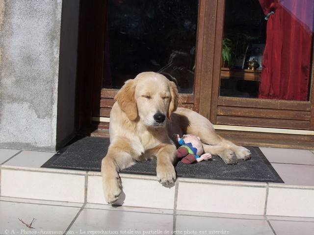 Photo de Golden retriever