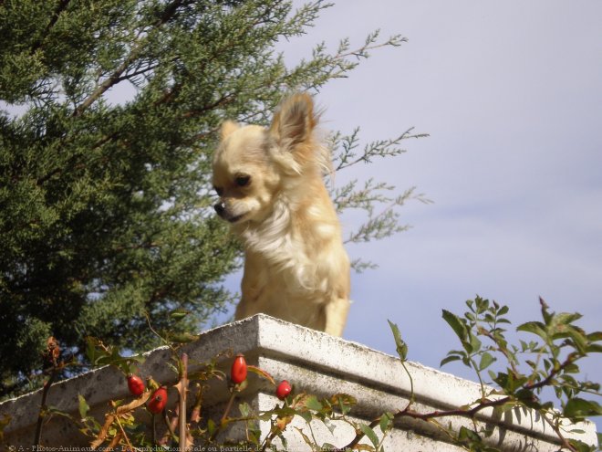 Photo de Chihuahua  poil long