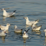 Photo de Mouette