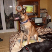 Photo de Berger belge malinois