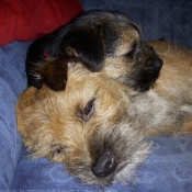 Photo de Border terrier