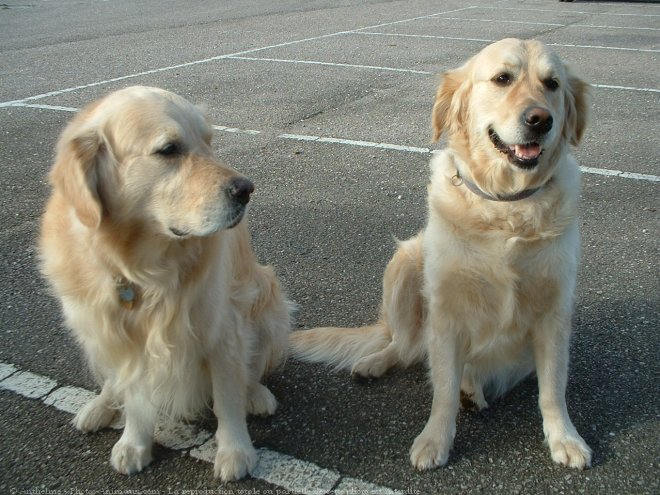 Photo de Golden retriever