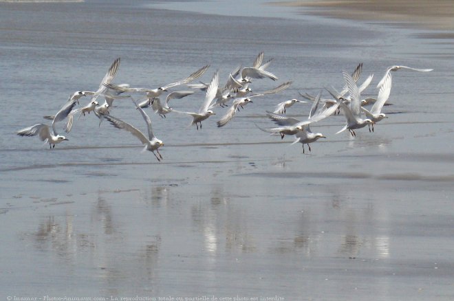 Photo de Mouette