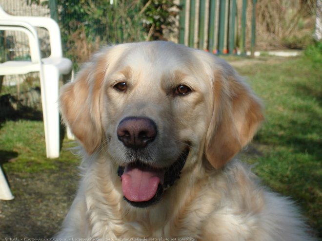 Photo de Golden retriever