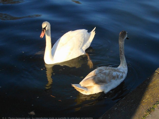 Photo de Cygne