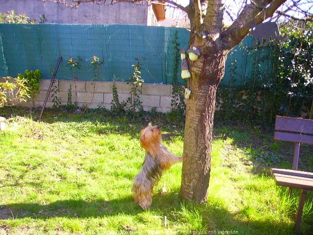 Photo de Yorkshire terrier