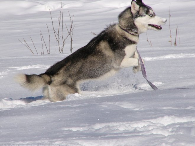 Photo de Husky siberien