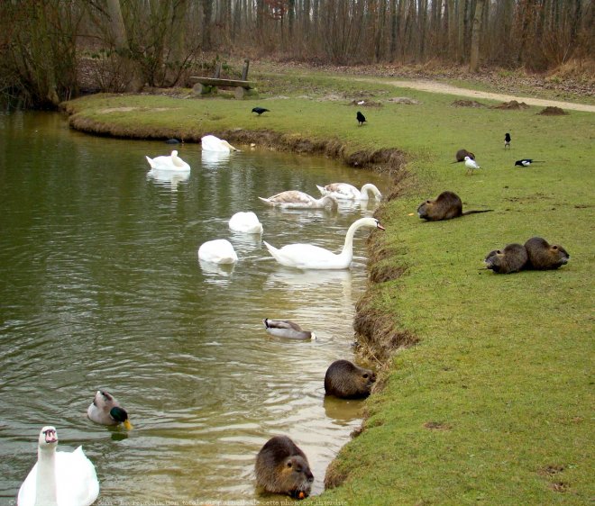 Photo de Races diffrentes