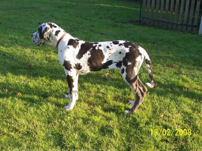 Photo de Dogue allemand