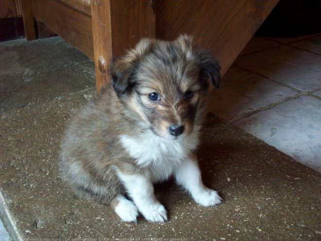 Photo de Chien de berger des shetland