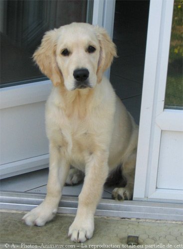 Photo de Golden retriever