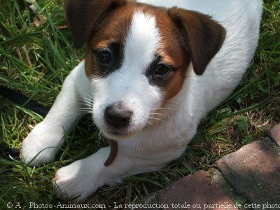 Photo de Jack russell terrier