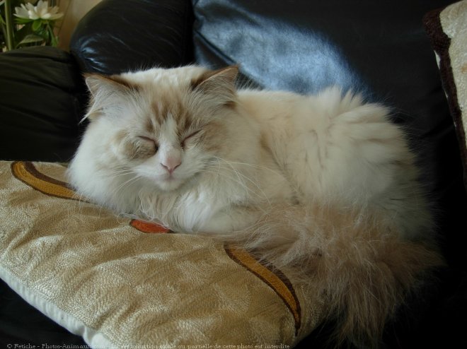 Photo de Ragdoll