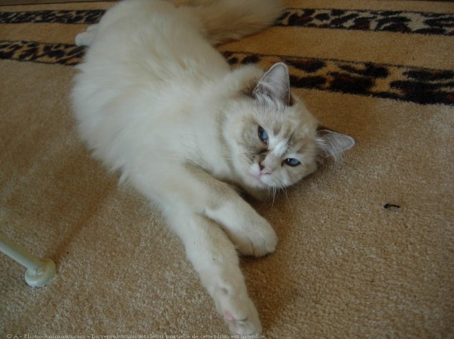 Photo de Ragdoll