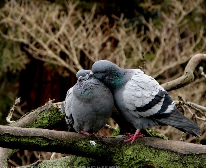 Photo de Pigeon