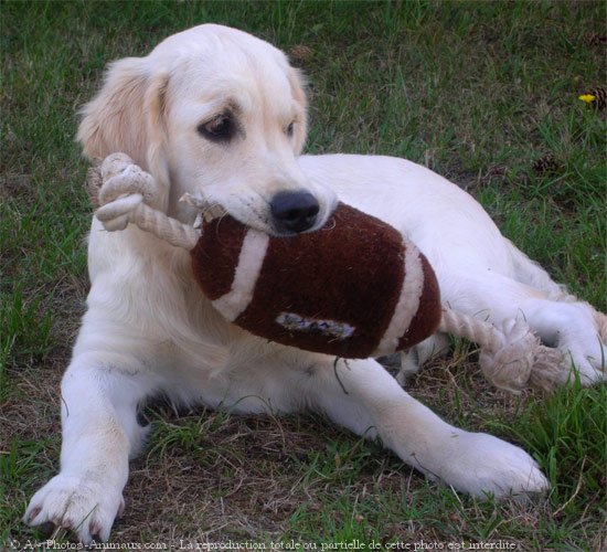 Photo de Golden retriever